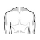 chest_muscular